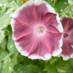 morning-glory-chocolate-shk-1