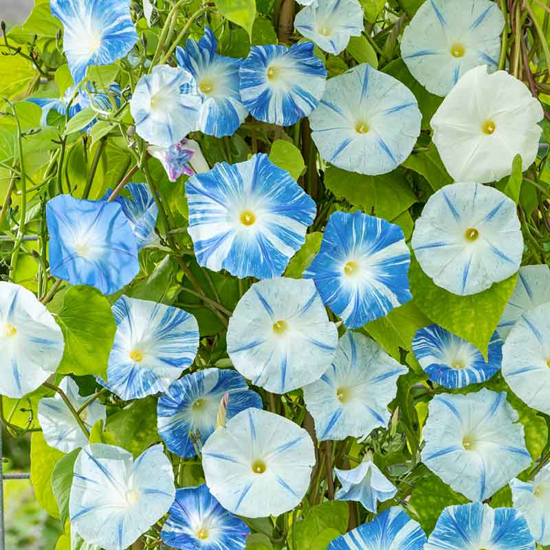 morning-glory-flying-saucers-flo-2
