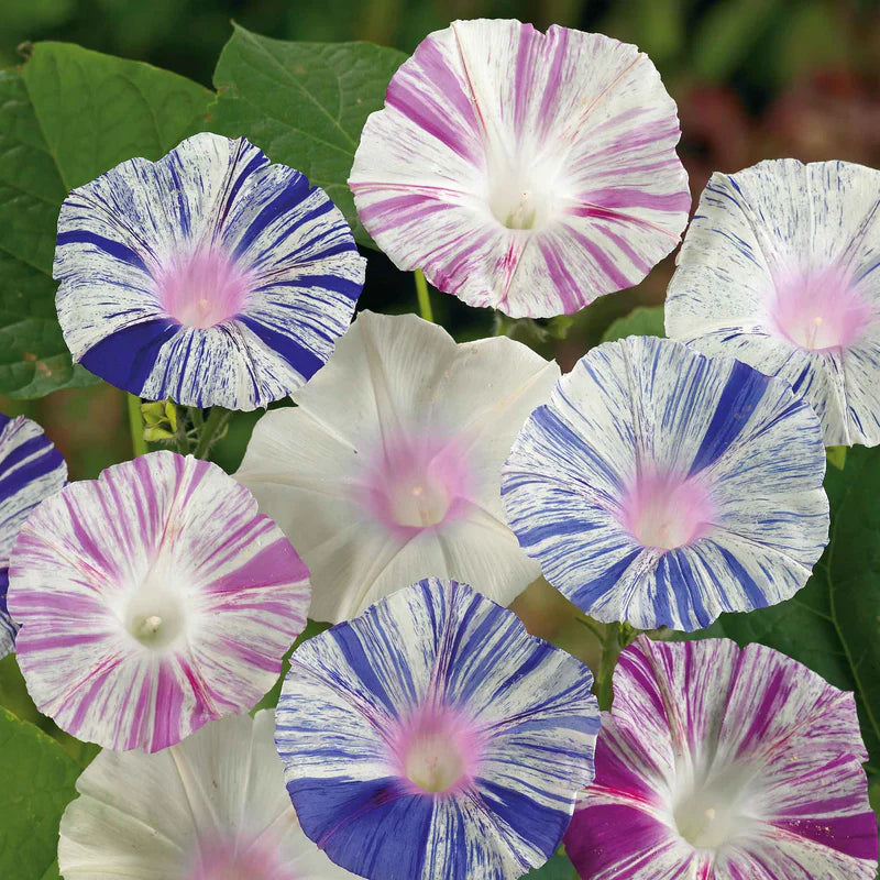 morning-glory-harlequin-mix-ndp-1
