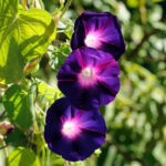 morning-glory-knowlians-black-shk-2