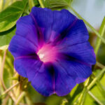 morning-glory-knowlians-black-shk-2