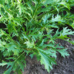 mustard-mizuna-shk-2