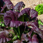 mustard-red-giant-shk-1