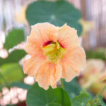 nasturtium-gleam-salmon-shk-1