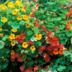 nasturtium-jewel-mix-aly-2