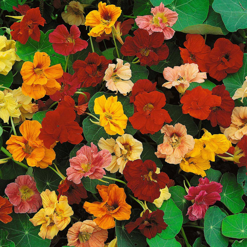 nasturtium-jewel-mix-noa-1