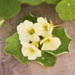 nasturtium-yeti-vis-1