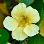 nasturtium-yeti-vis-1