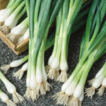 onion-white-lisbon-flo-1