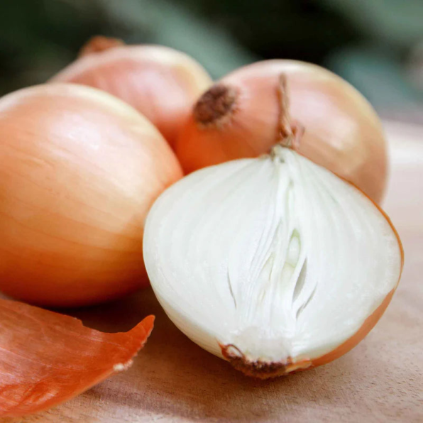 Candy Hybrid Onion Seeds