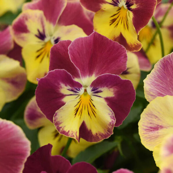 Cool Wave Strawberry Swirl Pansy Seeds