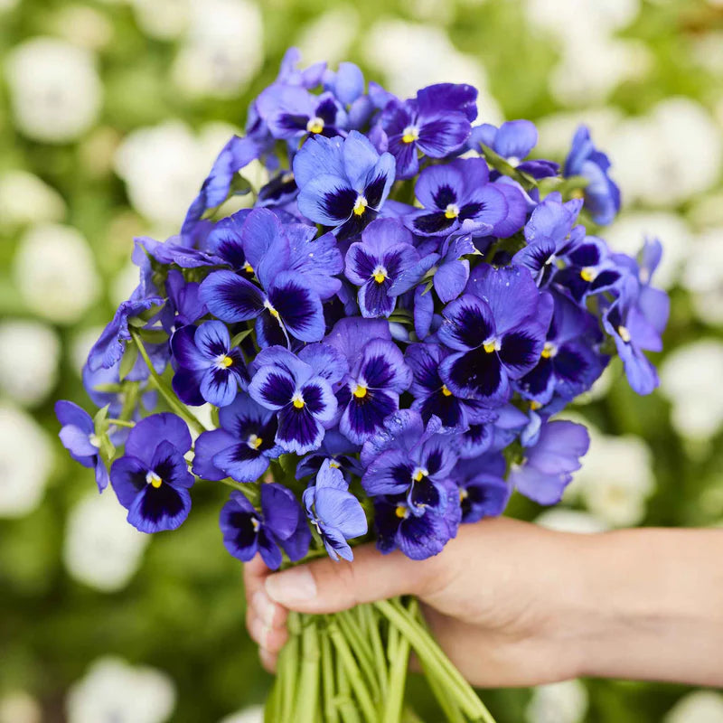 pansy-swiss-giant-ullswater-mac-2