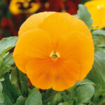 pansy-swiss-giants-orange-sun-ndp-2