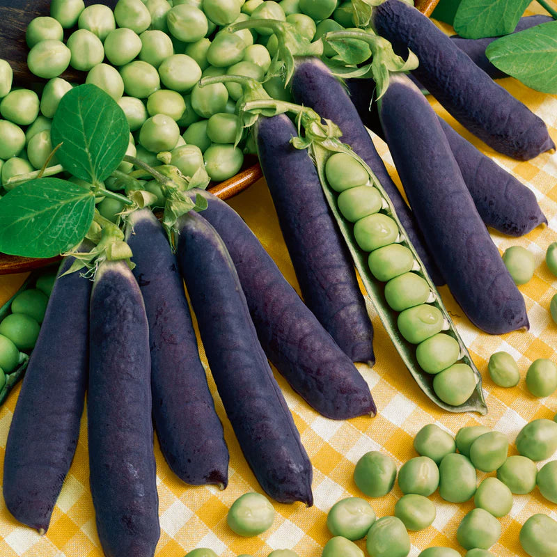 pea-organic-blue-shelling-sbd-1