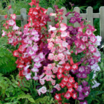 penstemon-sensation-mix-flo-1