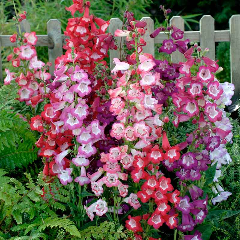 penstemon-sensation-mix-flo-1