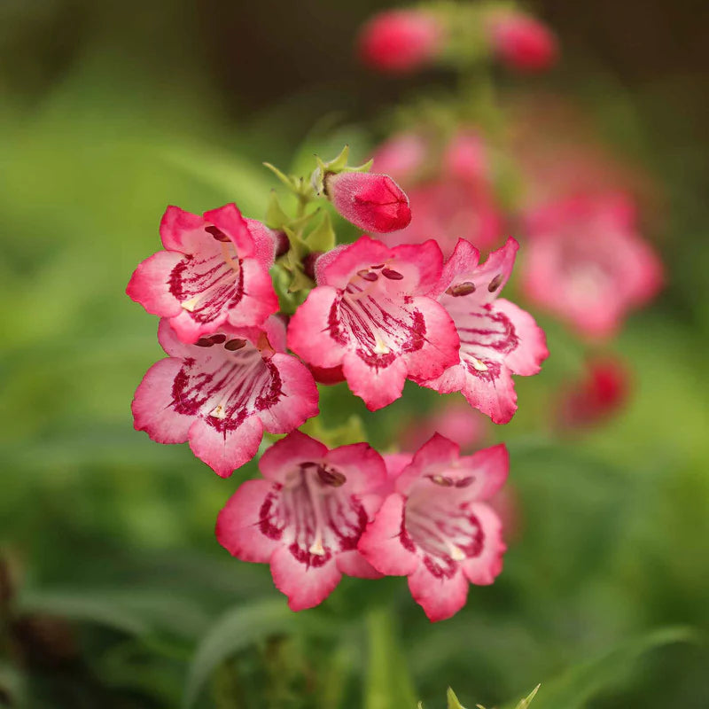 penstemon-sensation-mix-shk-2