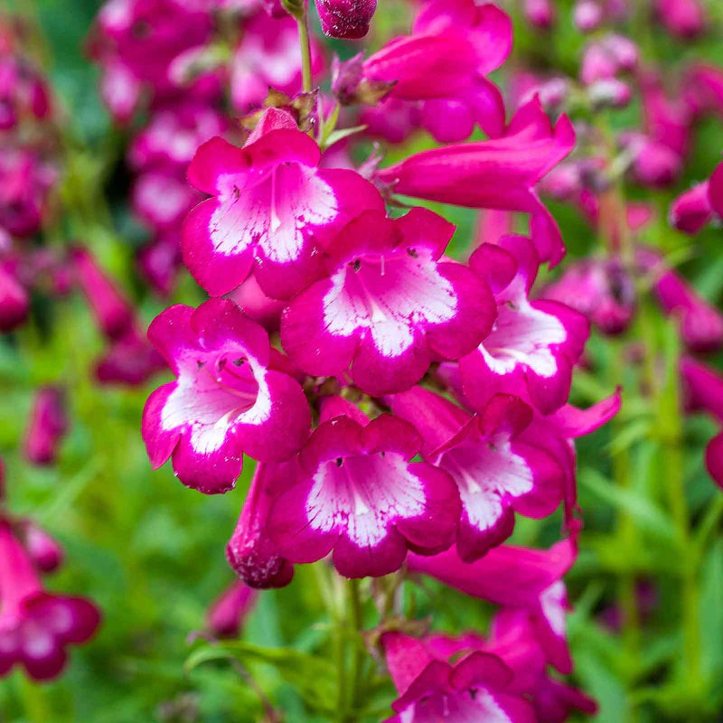 penstemon-sensation-mix-shk-3