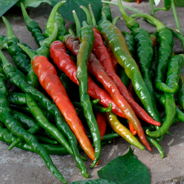 Long Red Slim Cayenne Pepper Seeds
