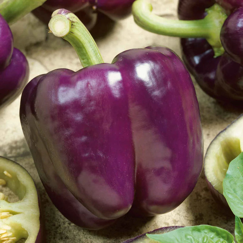 pepper-purple-beauty-ndp-1