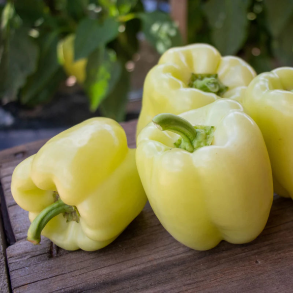 Snowball (F1) Bell Pepper Seed
