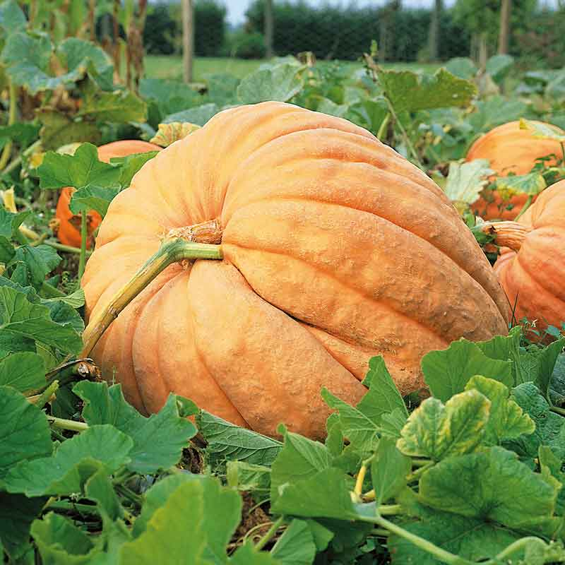 pumpkin-atlantic-giant-ndp-1-1