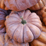 pumpkin-musquee-de-provence-shk-1