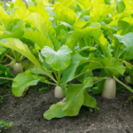 radish-organic-japanese-daikon-shk-2