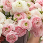 ranunculus-porcelaine-rit-3