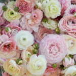 ranunculus-porcelaine-rit-3