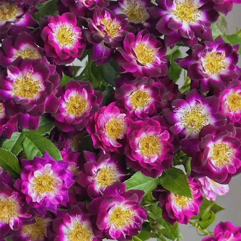 'Diamond Eye' Rose Seeds