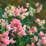 Snapdragon Twinny Appleblossom Seeds