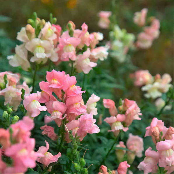 Snapdragon Twinny Appleblossom Seeds
