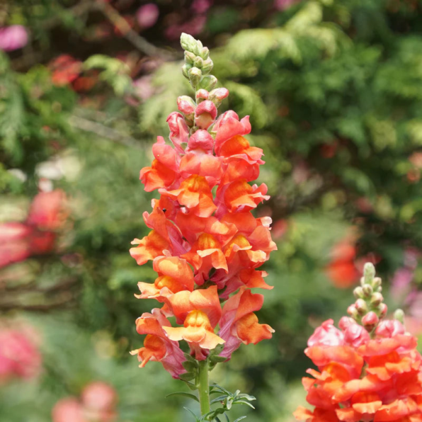 Orange Bicolor Snapdragon Seeds