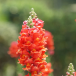 snapdragon-orange-wonder-shk-3