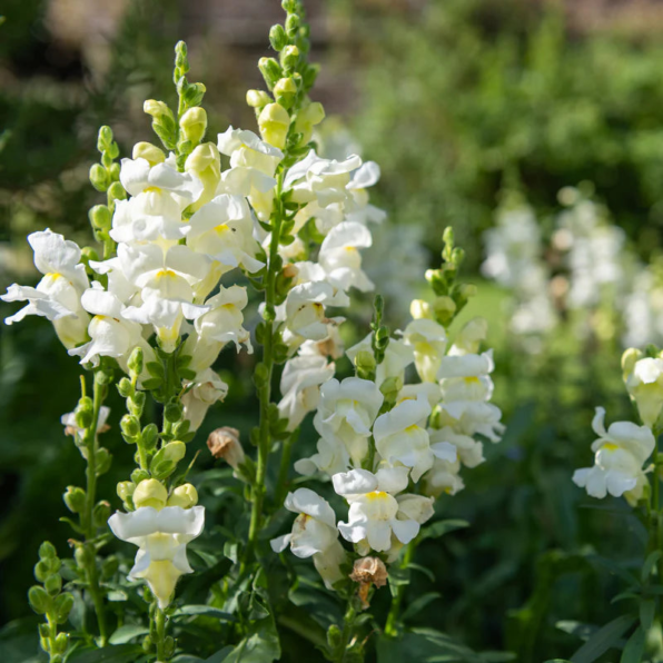 Snowflake Snapdragon Seeds