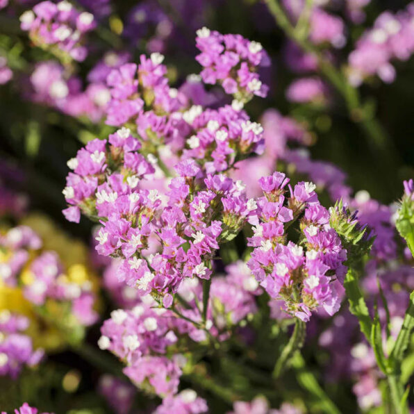 Twilight Statice Seeds