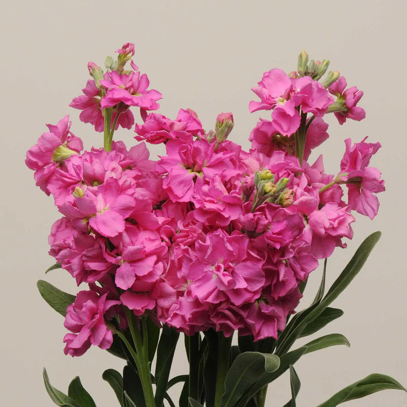 stock-katz-bright-rose-bal-1