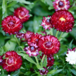 Purple Red Strawflower Seeds