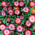 strawflower-purple-red-shk-1