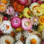 strawflower-tom-thumb-mix-shk-1