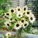 sunflower-italian-white-ndp-2
