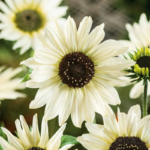 sunflower-italian-white-ndp-2