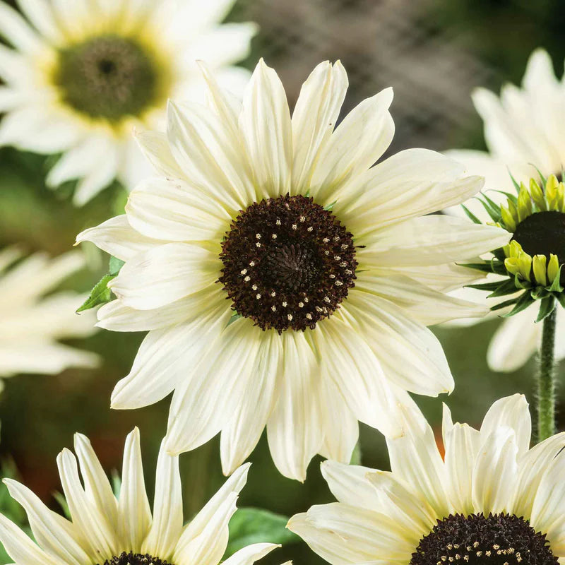 sunflower-italian-white-ndp-2