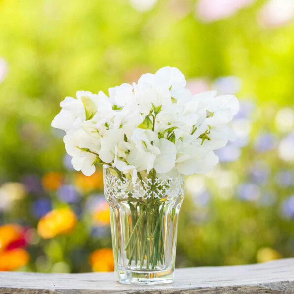 Royal Wedding White Sweet Pea Seed