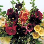 Old Barnyard Mix Hollyhock Seed