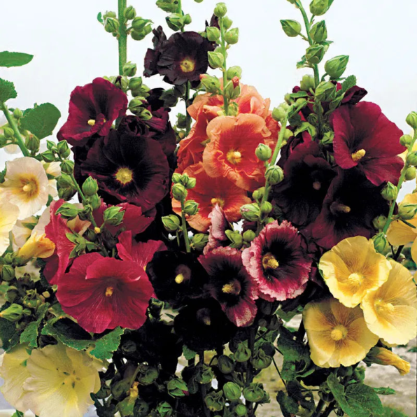 Old Barnyard Mix Hollyhock Seed