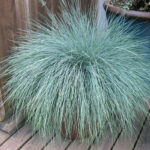 Blue Fescue Perennial Grass Seeds