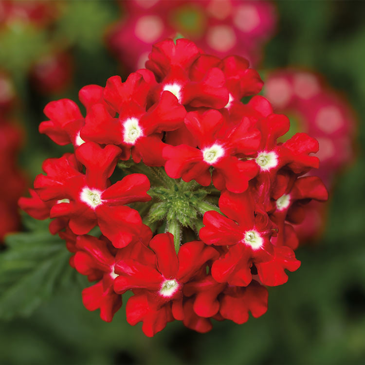 verbena-obsession-cascade-red-with-eye