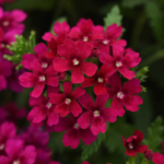 O1CN01Cv6LyX2JkjlVs9n8o__2213216199460_jpg_q30_jpg